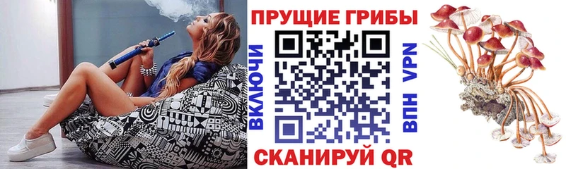 Купить закладки  Богданович  Галлюциногенные грибы прущие грибы 